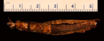 Media type: image;   Herpetology R-24983